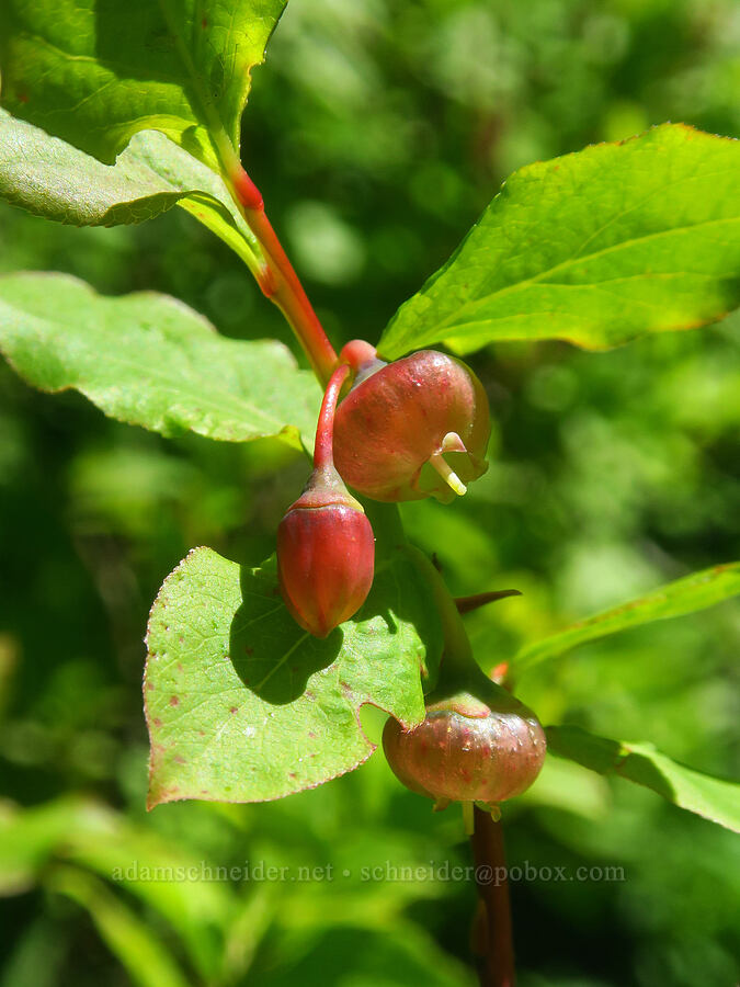 huckleberry flowers (Vaccinium sp.) [Silver Star Spring, Gifford Pinchot National Forest, Skamania County, Washington]