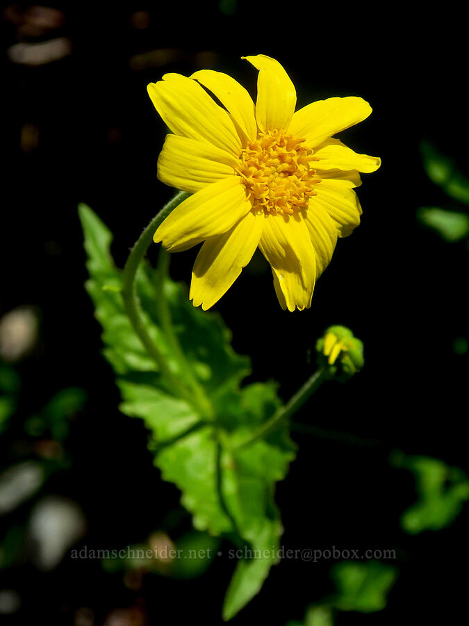 broad-leaf arnica (Arnica latifolia) [Bluff Mountain Trail, Gifford Pinchot National Forest, Skamania County, Washington]