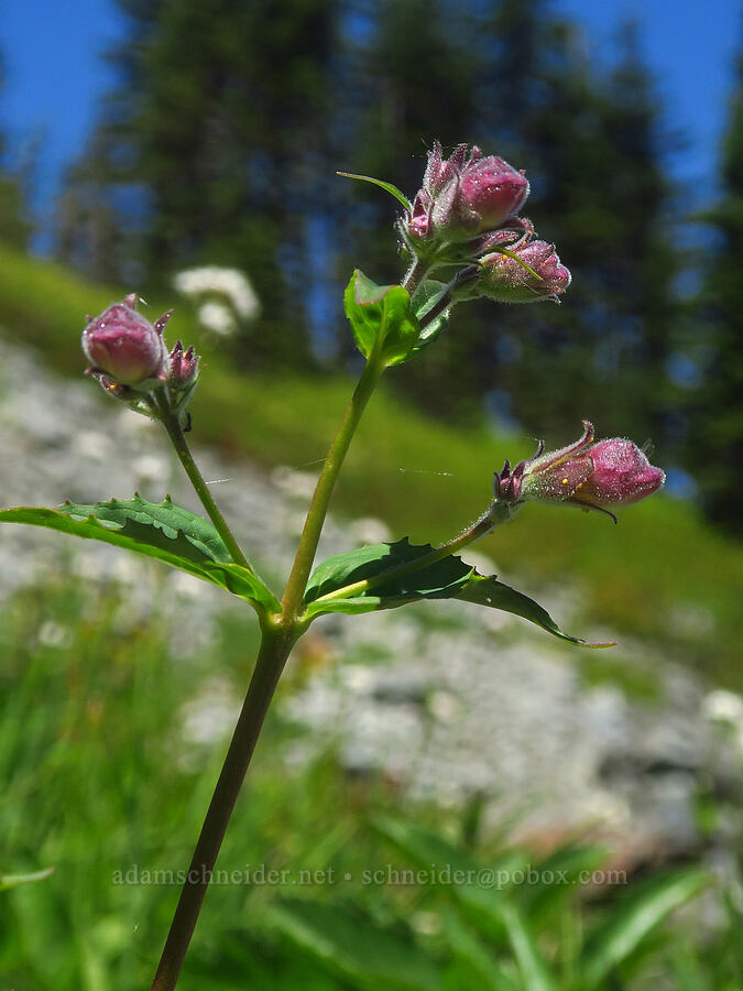 woodland penstemon (turtle-head) (Nothochelone nemorosa) [Bluff Mountain Trail, Gifford Pinchot National Forest, Skamania County, Washington]