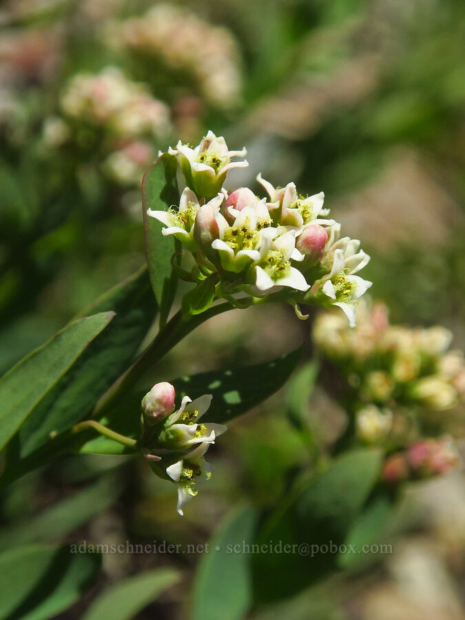 bastard toad-flax (Comandra umbellata) [Bluff Mountain Trail, Gifford Pinchot National Forest, Skamania County, Washington]