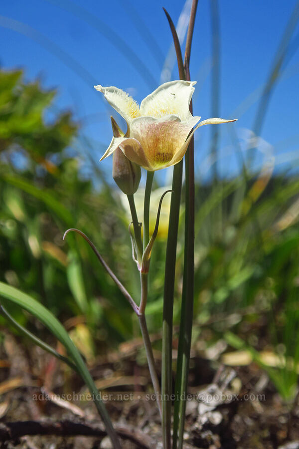 subalpine mariposa lilies (Calochortus subalpinus) [Bluff Mountain Trail, Gifford Pinchot National Forest, Skamania County, Washington]