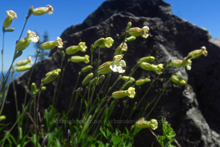 Douglas' catchfly (Silene douglasii) [Bluff Mountain Trail, Gifford Pinchot National Forest, Skamania County, Washington]