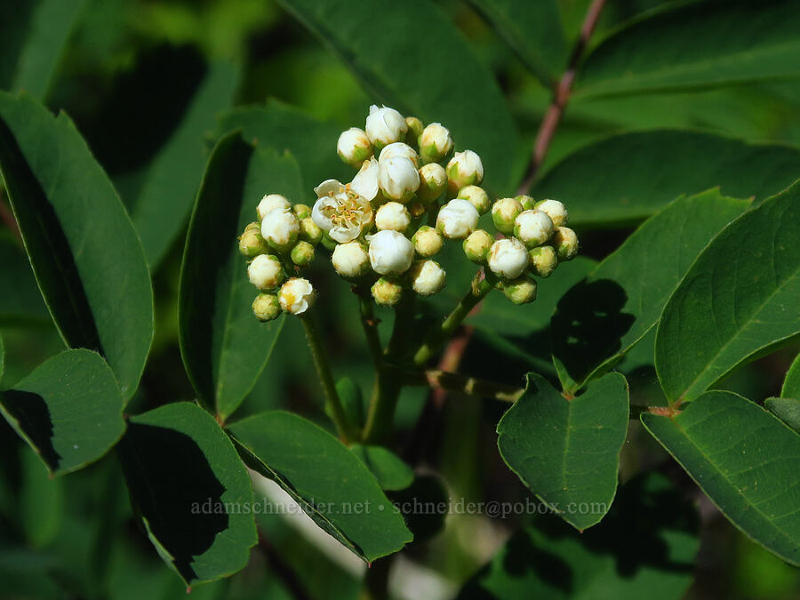 Sitka mountain-ash (Sorbus sitchensis) [Bluff Mountain Trail, Gifford Pinchot National Forest, Skamania County, Washington]