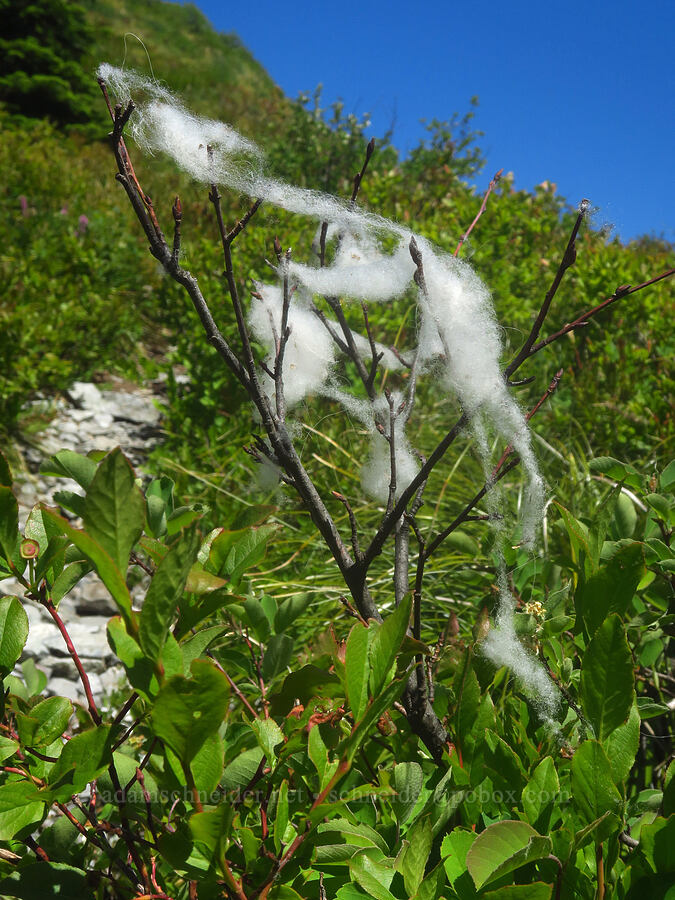 mountain goat fur (Oreamnos americanus) [Bluff Mountain Trail, Gifford Pinchot National Forest, Skamania County, Washington]