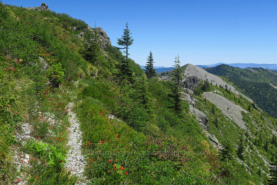 ridge leading to Little Baldy [Bluff Mountain Trail, Gifford Pinchot National Forest, Skamania County, Washington]