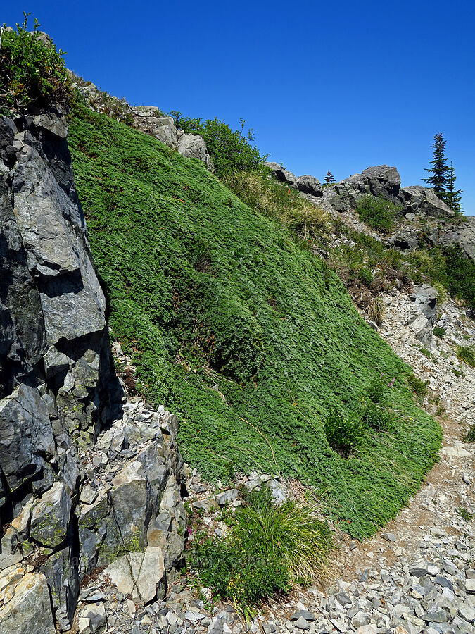 too much juniper (Juniperus communis) [Bluff Mountain Trail, Gifford Pinchot National Forest, Skamania County, Washington]