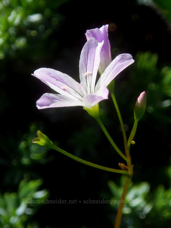 little-leaf montia (Montia parvifolia (Claytonia parvifolia)) [Bluff Mountain Trail, Gifford Pinchot National Forest, Skamania County, Washington]