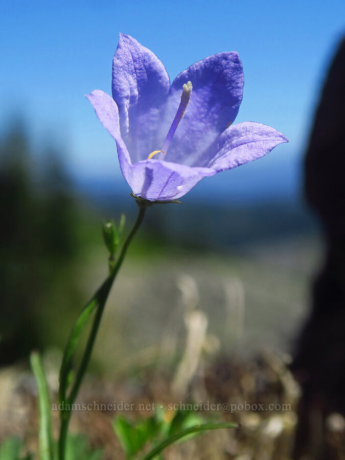 harebell (Campanula petiolata (Campanula rotundifolia)) [Bluff Mountain Trail, Gifford Pinchot National Forest, Skamania County, Washington]