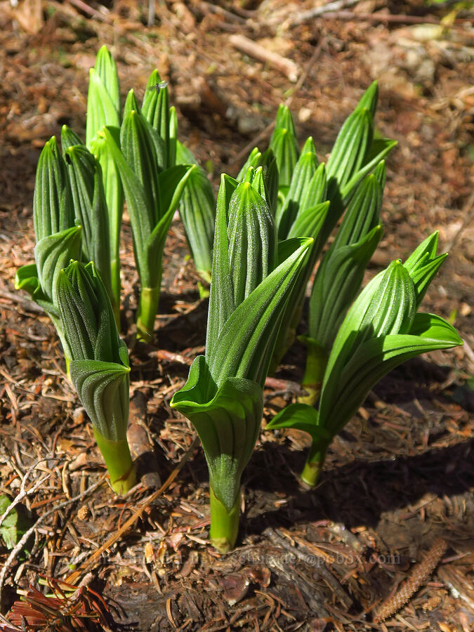 corn lily shoots (Veratrum viride var. eschscholtzianum (Veratrum eschscholtzii)) [Starway Trail, Gifford Pinchot National Forest, Skamania County, Washington]