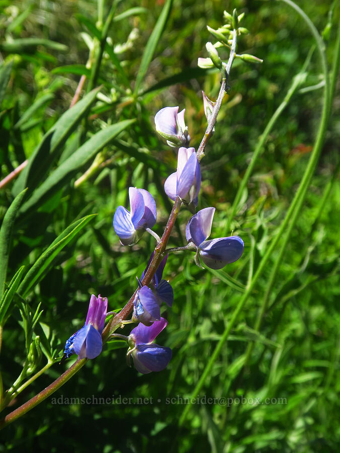 lupine (Lupinus latifolius) [Bluff Mountain Trail, Gifford Pinchot National Forest, Skamania County, Washington]