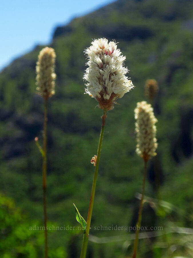 western bistort (Bistorta bistortoides (Polygonum bistortoides)) [Bluff Mountain Trail, Gifford Pinchot National Forest, Skamania County, Washington]