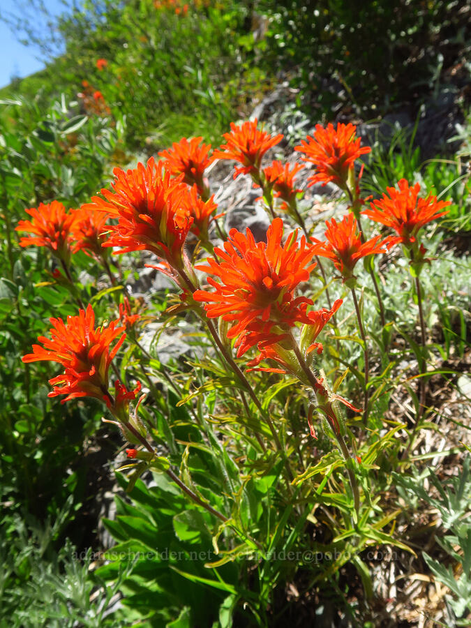 harsh paintbrush (Castilleja hispida) [Bluff Mountain Trail, Gifford Pinchot National Forest, Skamania County, Washington]
