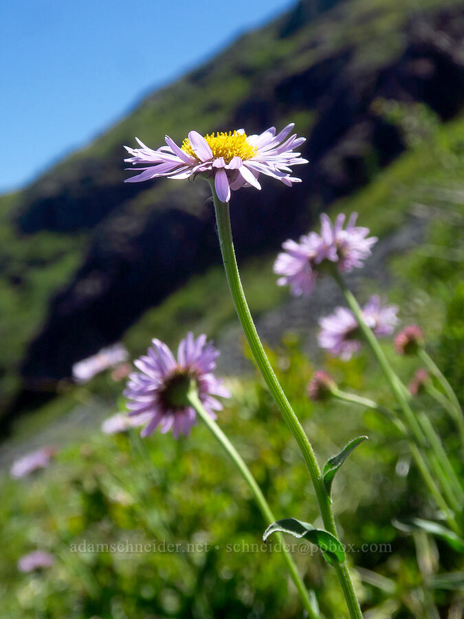 subalpine fleabane (Erigeron glacialis var. glacialis) [Bluff Mountain Trail, Gifford Pinchot National Forest, Skamania County, Washington]