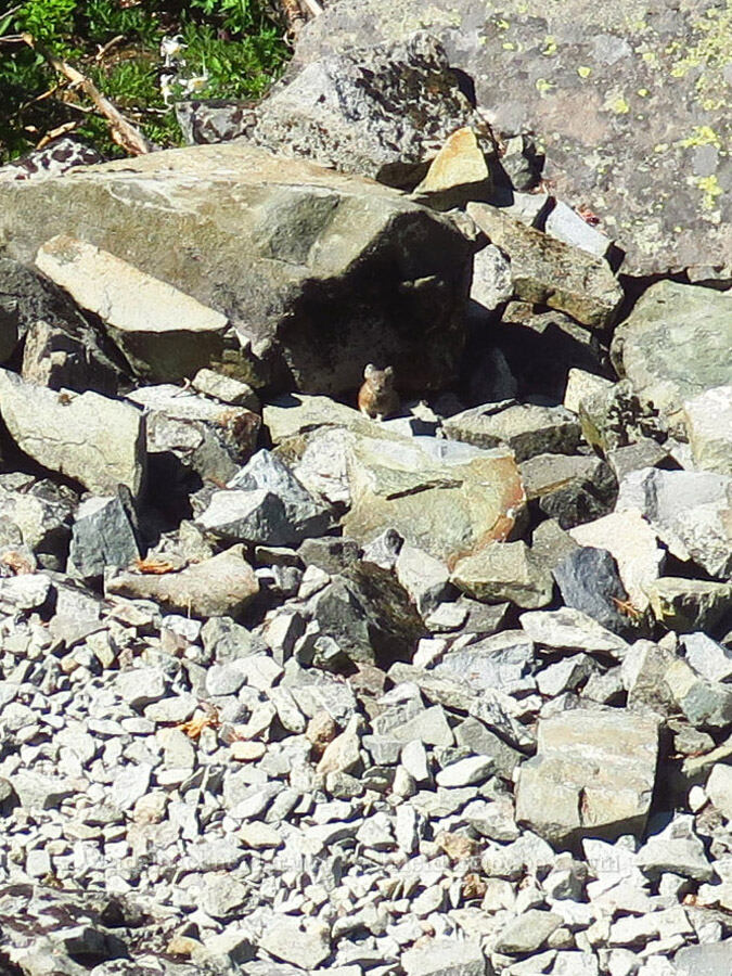 pika (Ochotona princeps fenisex) [Bluff Mountain Trail, Gifford Pinchot National Forest, Skamania County, Washington]