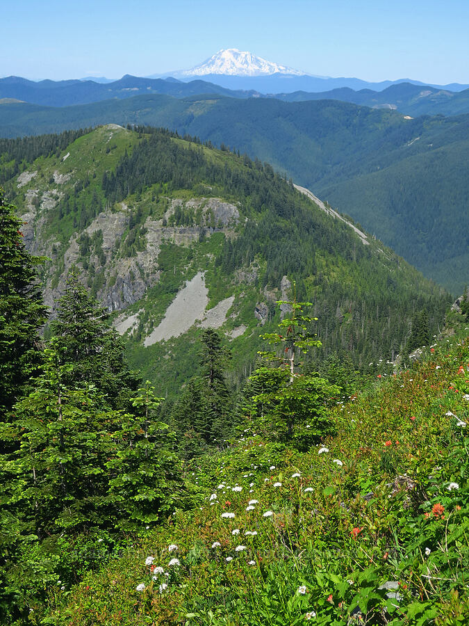 wildflowers [Silver Star Mountain, Gifford Pinchot National Forest, Skamania County, Washington]