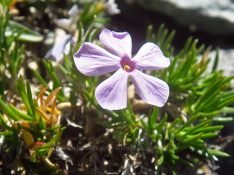 spreading phlox (Phlox diffusa) [Silver Star Mountain, Gifford Pinchot National Forest, Skamania County, Washington]
