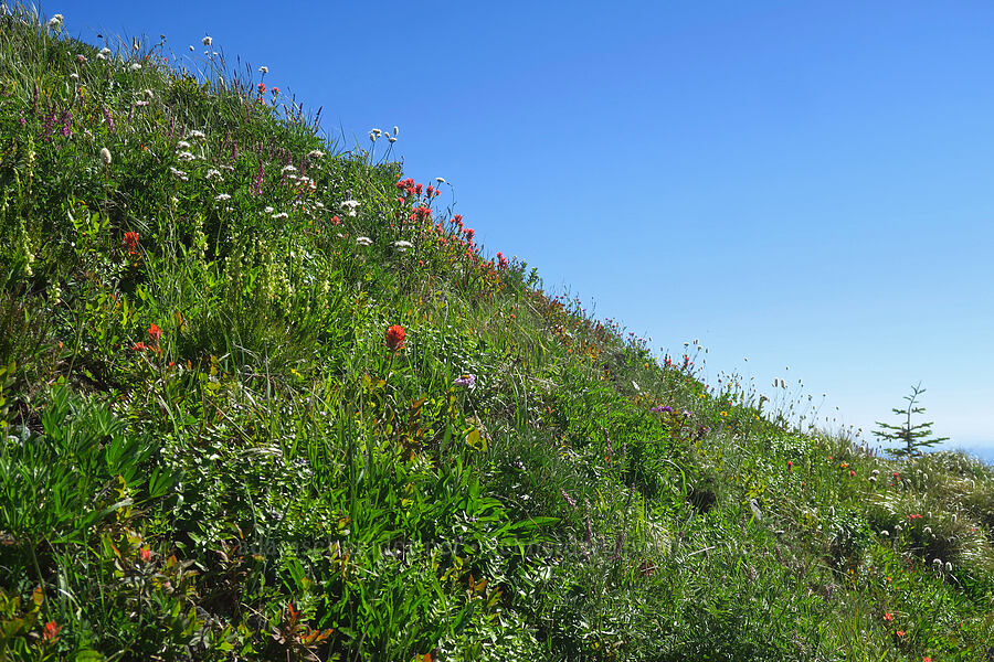 wildflowers [Silver Star Mountain, Gifford Pinchot National Forest, Skamania County, Washington]