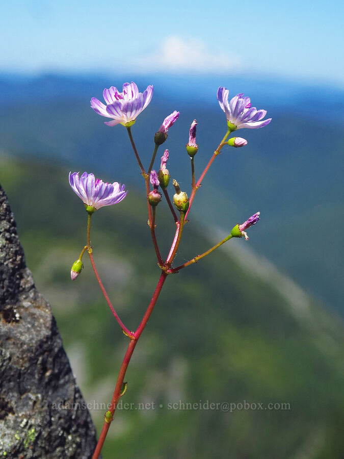 Columbia lewisia (Lewisia columbiana) [Silver Star Mountain, Gifford Pinchot National Forest, Skamania County, Washington]