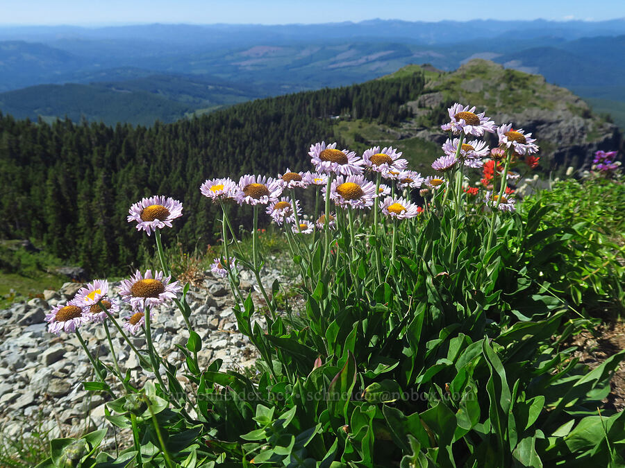 subalpine fleabane (Erigeron glacialis var. glacialis) [Silver Star Mountain, Gifford Pinchot National Forest, Skamania County, Washington]