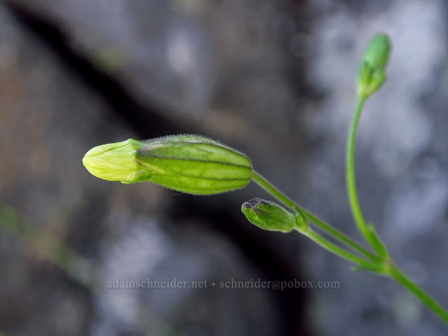 Douglas' catchfly, budding (Silene douglasii) [Silver Star Mountain, Gifford Pinchot National Forest, Skamania County, Washington]
