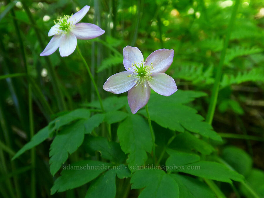 Oregon anemones (Anemone oregana (Anemonoides oregana)) [east of Pyramid Rock, Gifford Pinchot National Forest, Skamania County, Washington]