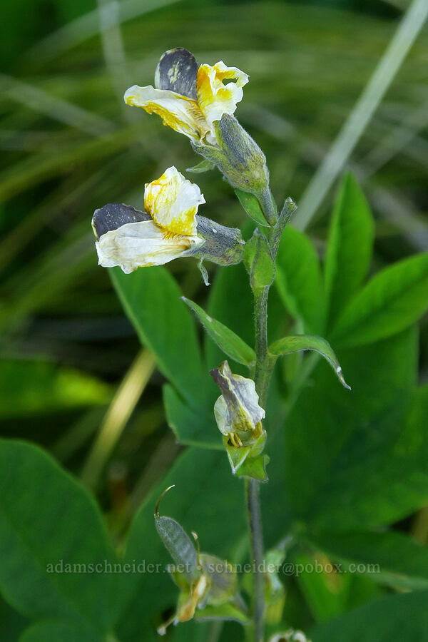 golden pea, going to seed (Thermopsis montana) [east of Pyramid Rock, Gifford Pinchot National Forest, Skamania County, Washington]