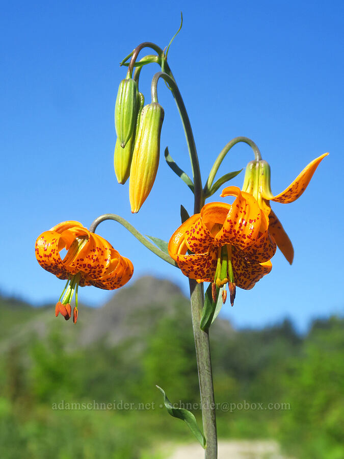 Columbia tiger lily (Lilium columbianum) [Grouse Vista Trail, Yacolt Burn State Forest, Clark County, Washington]