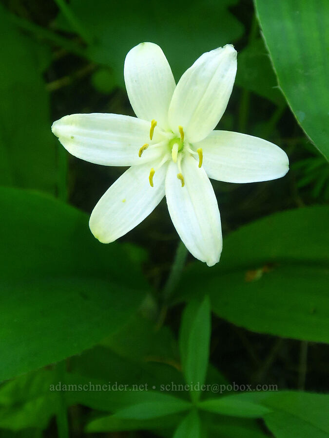 bead lily (Clintonia uniflora) [Grouse Vista Trail, Yacolt Burn State Forest, Clark County, Washington]