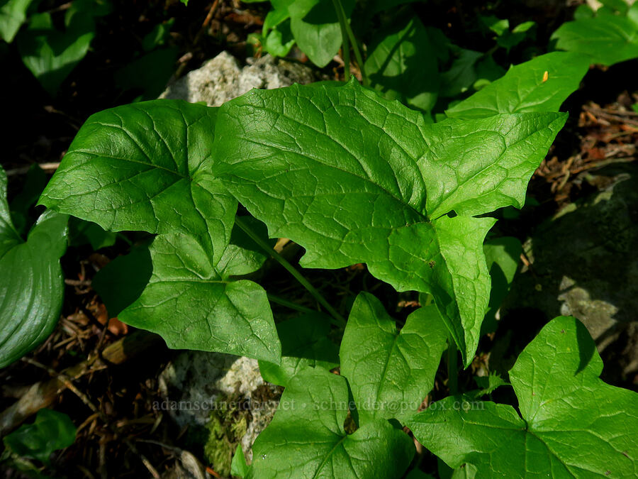 western rattlesnake-root leaves (Prenanthes alata (Nabalus alatus)) [Grouse Vista Trail, Yacolt Burn State Forest, Clark County, Washington]