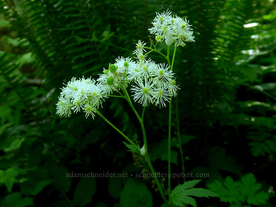 false bugbane (Trautvetteria caroliniensis) [Grouse Vista Trail, Yacolt Burn State Forest, Clark County, Washington]