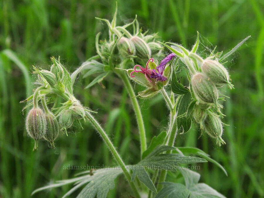 sticky geranium, fading (Geranium viscosissimum) [Liberty Campground, Kittitas County, Washington]