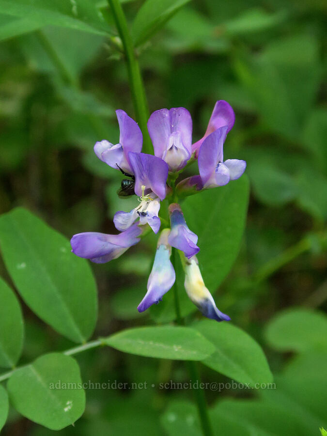 American vetch (Vicia americana) [Liberty Campground, Kittitas County, Washington]