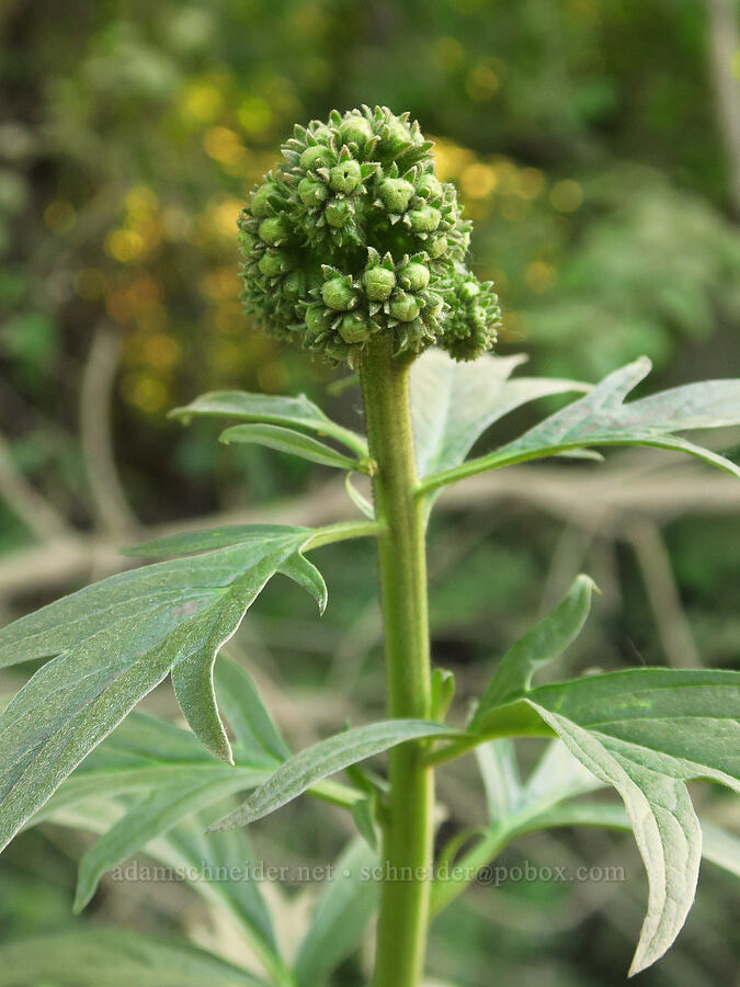 tall phacelia, budding (Phacelia procera) [Liberty Campground, Kittitas County, Washington]