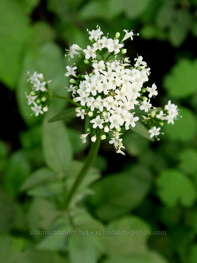 Sitka valerian (Valeriana sitchensis) [Liberty Campground, Kittitas County, Washington]