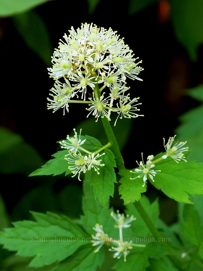 baneberry flowers (Actaea rubra) [Liberty Campground, Kittitas County, Washington]