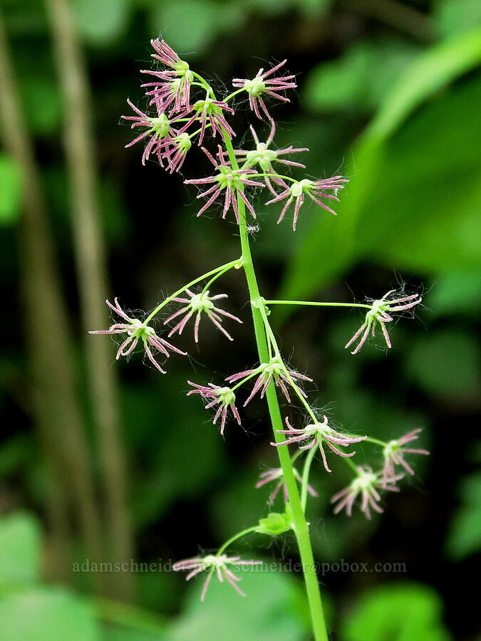 western meadow-rue (female flowers) (Thalictrum occidentale) [Liberty Campground, Kittitas County, Washington]