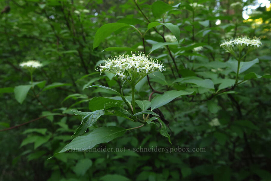 red-osier dogwood (Cornus sericea) [Liberty Campground, Kittitas County, Washington]