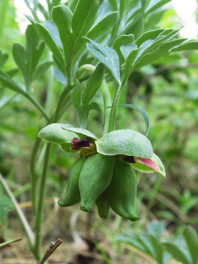 Brown's peony, fruiting (Paeonia brownii) [Liberty Campground, Kittitas County, Washington]