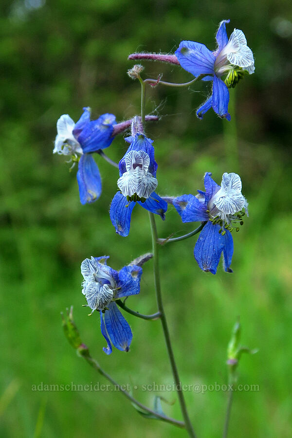 thin-petal larkspur (Delphinium lineapetalum) [Liberty Campground, Kittitas County, Washington]