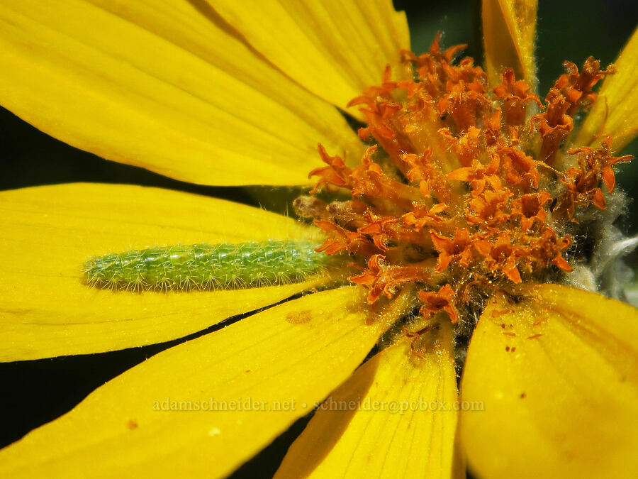 small green caterpillar on arrow-leaf balsamroot (Balsamorhiza sagittata) [Iron Bear Trail, Okanogan-Wenatchee National Forest, Kittitas County, Washington]