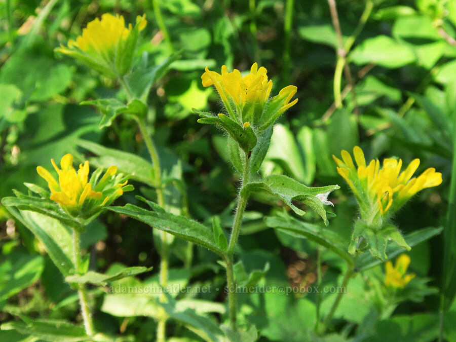 yellow paintbrush (Castilleja hispida) [Iron Bear Trail, Okanogan-Wenatchee National Forest, Kittitas County, Washington]
