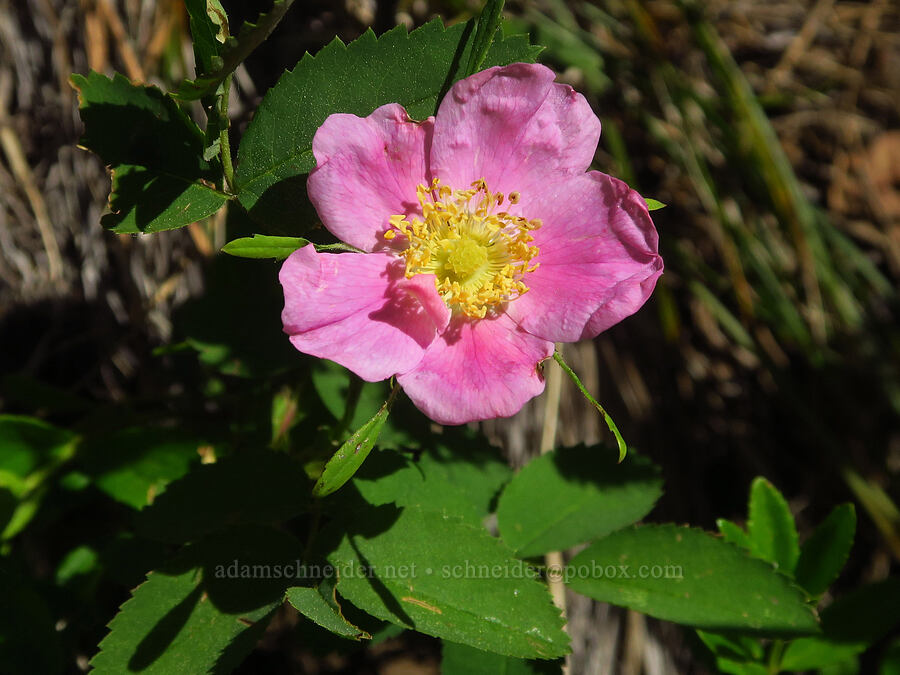 Nootka rose (Rosa nutkana ssp. macdougalii) [Iron Bear Trail, Okanogan-Wenatchee National Forest, Kittitas County, Washington]