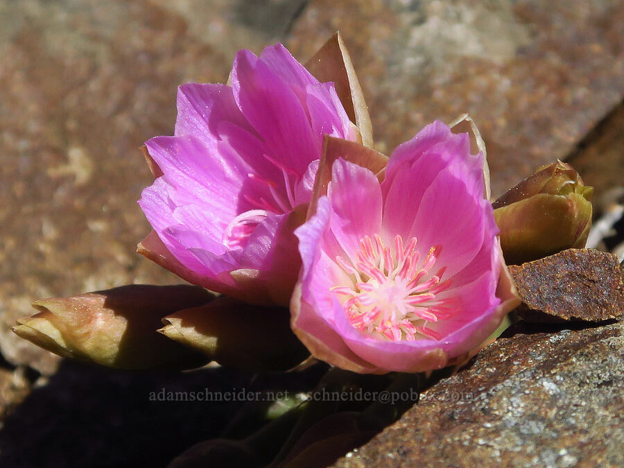 very pink bitterroot (Lewisia rediviva) [Iron Bear Trail, Okanogan-Wenatchee National Forest, Kittitas County, Washington]