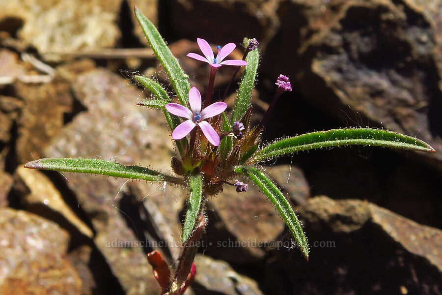 staining collomia (Collomia tinctoria) [Iron Bear Trail, Okanogan-Wenatchee National Forest, Kittitas County, Washington]