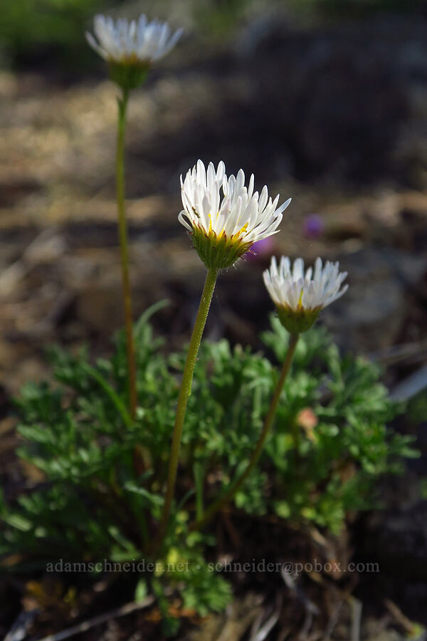 cut-leaf fleabane (Erigeron compositus) [Iron Bear Trail, Okanogan-Wenatchee National Forest, Kittitas County, Washington]