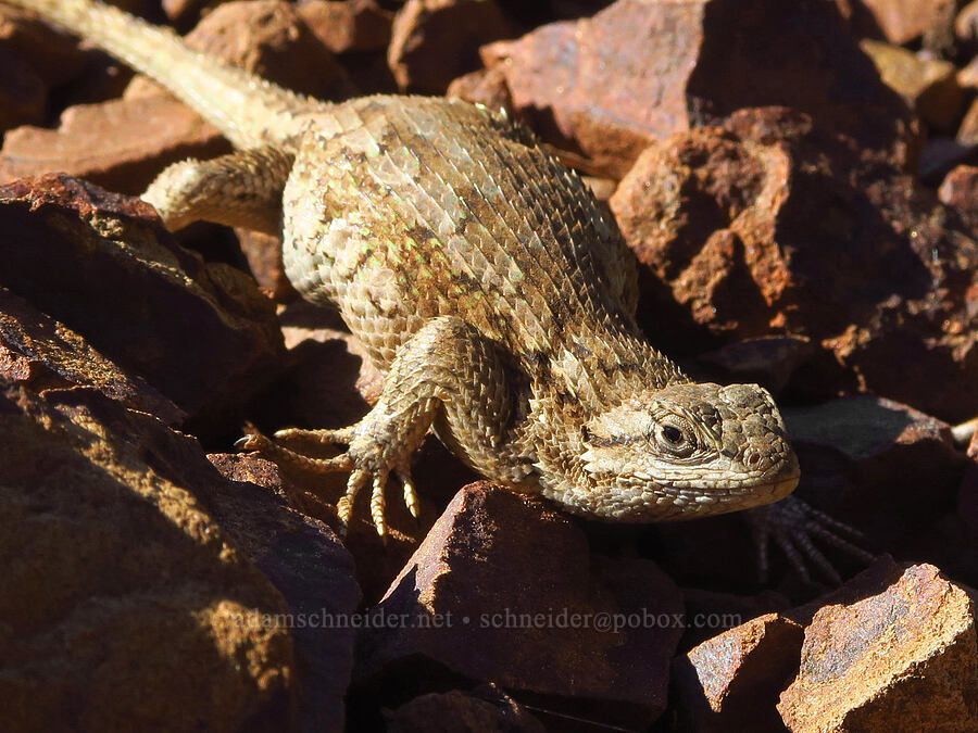 western fence lizard (Sceloporus occidentalis occidentalis) [Iron Bear Trail, Okanogan-Wenatchee National Forest, Kittitas County, Washington]