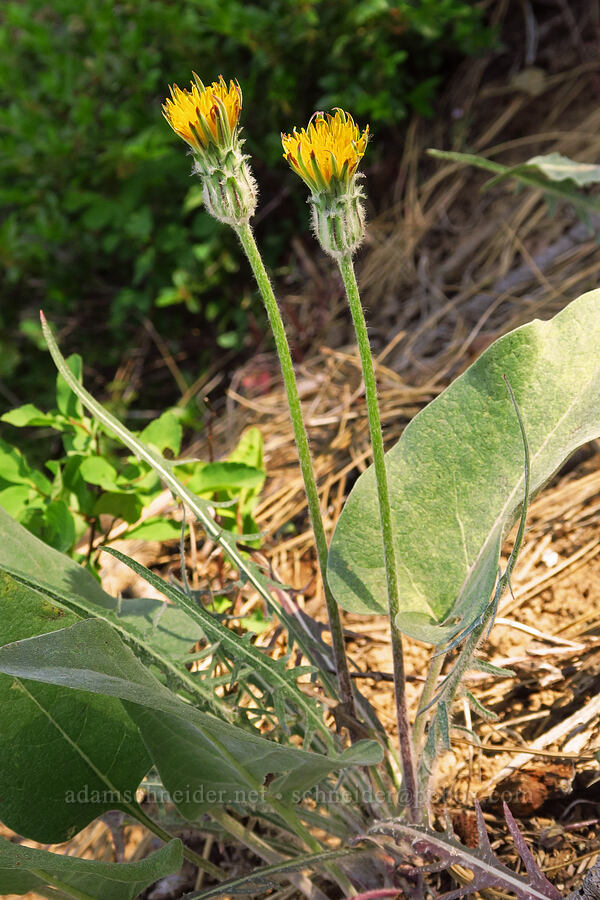 spear-leaf agoseris & balsamroot leaves (Agoseris retrorsa, Balsamorhiza sagittata) [Iron Bear Trail, Okanogan-Wenatchee National Forest, Kittitas County, Washington]