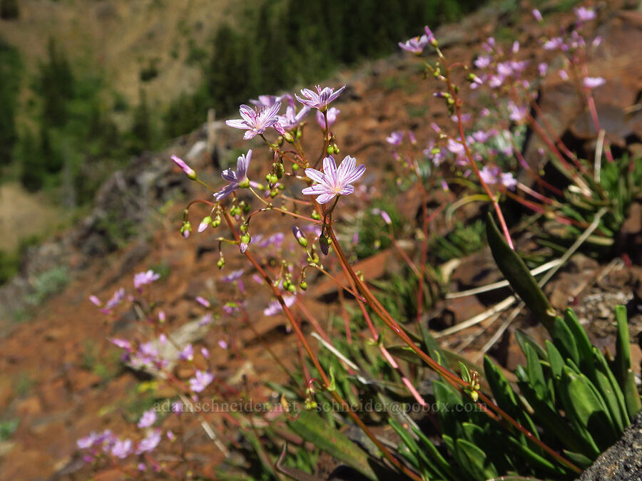 Columbia lewisia (Lewisia columbiana) [southwest ridge of Joker, Okanogan-Wenatchee National Forest, Kittitas County, Washington]