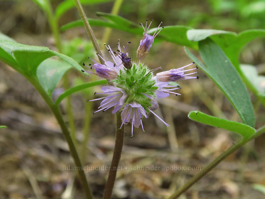 ball-head waterleaf (Hydrophyllum capitatum var. capitatum) [southwest ridge of Joker, Okanogan-Wenatchee National Forest, Kittitas County, Washington]