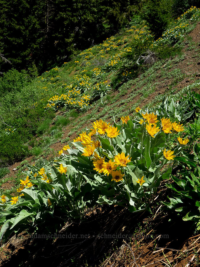 arrow-leaf balsamroot (Balsamorhiza sagittata) [southwest ridge of Joker, Okanogan-Wenatchee National Forest, Kittitas County, Washington]